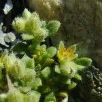 Herniaria alpina Fleur