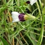 Gilia tricolor Kôra