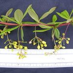 Berberis karnaliensis Autre