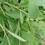 Exochorda × macrantha Leaf