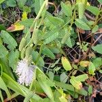 Sanguisorba canadensis Flower