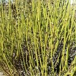 Ephedra viridis Leaf