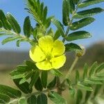 Tribulus terrestris Fleur