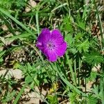 Geranium sanguineumKvět