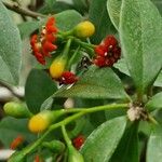 Bonellia macrocarpa Fiore