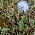 Sonchus bulbosus Fruto