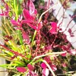 Atriplex hortensis Blatt