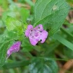 Clinopodium vulgareBlüte