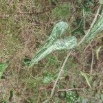 Smilax aspera Likasa