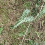 Smilax aspera Leaf