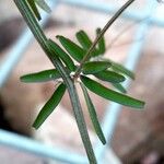 Vicia hirsuta Blatt