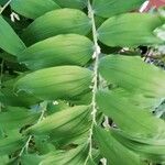 Polygonatum multiflorum Fuelha