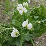 Pisum sativum Çiçek