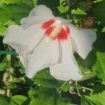 Hibiscus syriacusBlüte