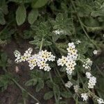 Heliotropium ramosissimum 花