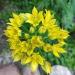 Allium moly Kvet