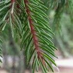 Picea abies List