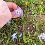 Scilla siberica Λουλούδι