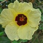 Hibiscus ovalifolius Flower