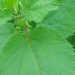 Urtica massaica Leaf