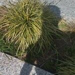 Carex ornithopoda Folha