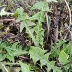 Taraxacum obliquilobum ഇല