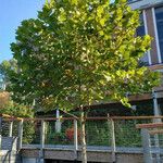 Platanus occidentalis Συνήθη χαρακτηριστικά