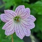 Geranium versicolor പുഷ്പം