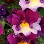 Linaria maroccanaFlower