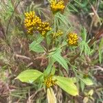 Flaveria bidentis Flower