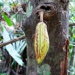 Theobroma cacao 果