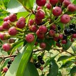 Ardisia elliptica Fruct