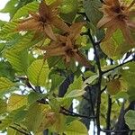 Carpinus betulusBlomma