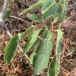 Grewia flavescens Feuille