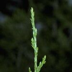 Juniperus scopulorum Bark