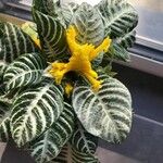 Aphelandra squarrosa 葉