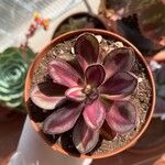 Echeveria nodulosa Ліст