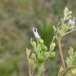Fumaria parviflora Fruitua