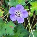 Geranium wallichianum Flower