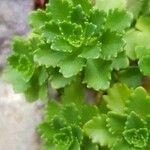 Saxifraga cuneifolia Leaf