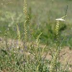 Reseda lutea Облик