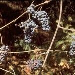 Vitis californica عادت داشتن