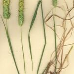 Phalaris paradoxa 整株植物