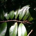 Erythroxylum laurifolium Leaf