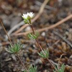 Spergula morisonii Floare