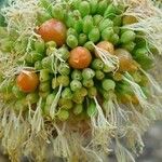 Haemanthus humilis Fruit