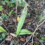Oeceoclades maculata Leaf