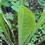 Crepis mollis Blad