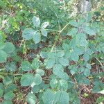 Rubus integribasis Leaf
