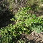 Buddleja auriculata Habit